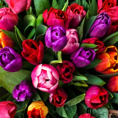 Tulips