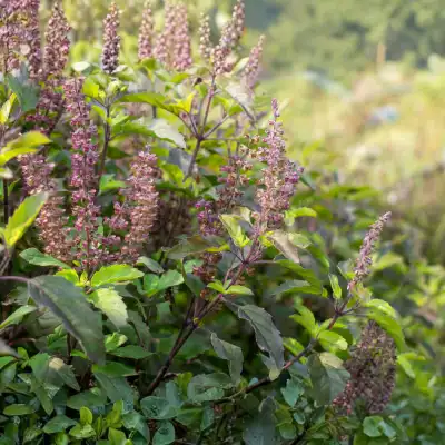 Tulsi Plant 1