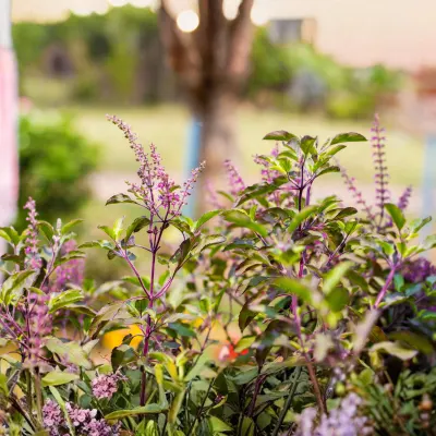 Tulsi Plant 2