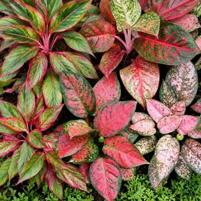 Aglaonema Plant