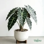 Alocasia Polly Amazonica