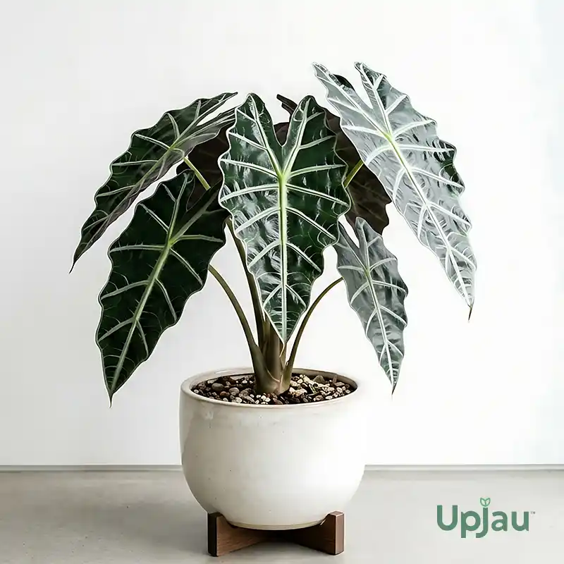 Alocasia Polly Amazonica