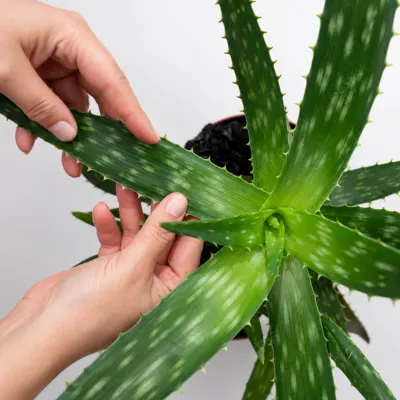 Aloe Vera Plant 1