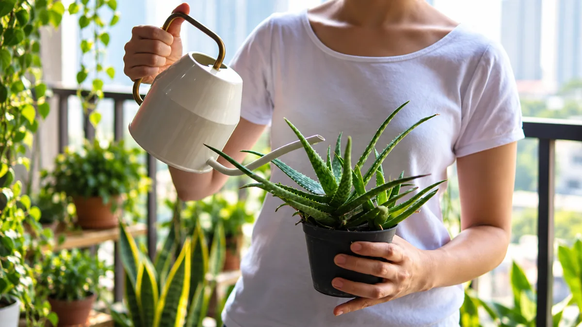 Aloe Vera Plant Care Guide Benefits & Growing Tips