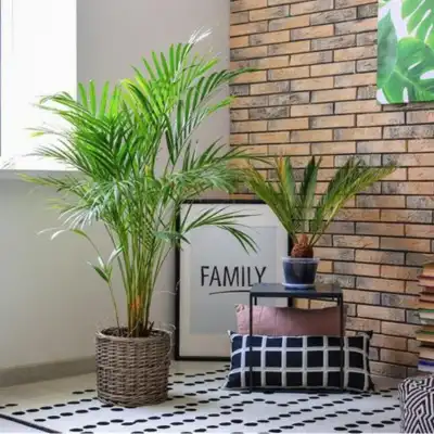 Areca Palm