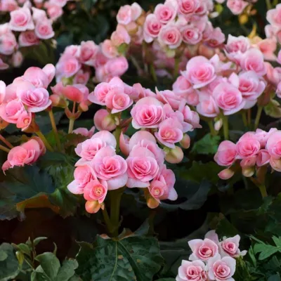 Begonia Plant