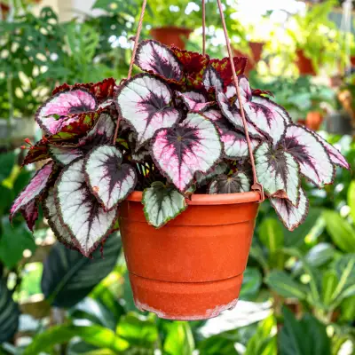 Begonia Rex Plant Sapling