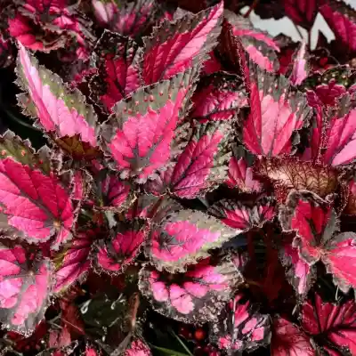 Begonia Rex Plant Sapling