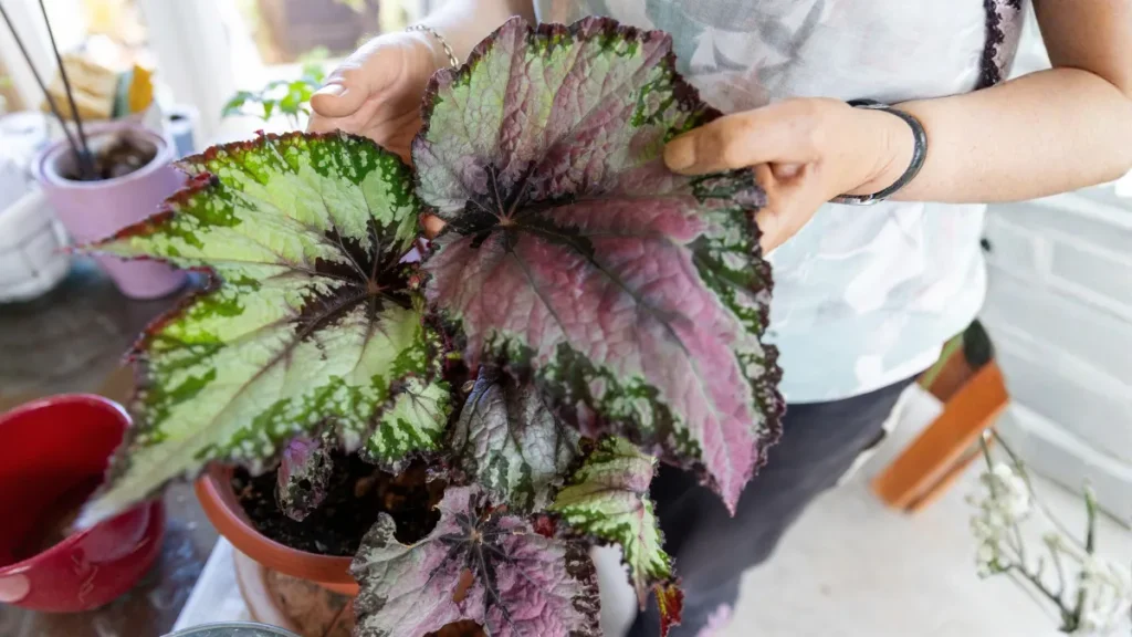 Begonia Rex Plant Care: Complete Growing Guide