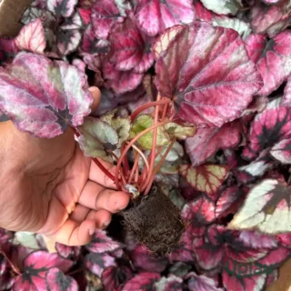 Begonia Rex Sapling