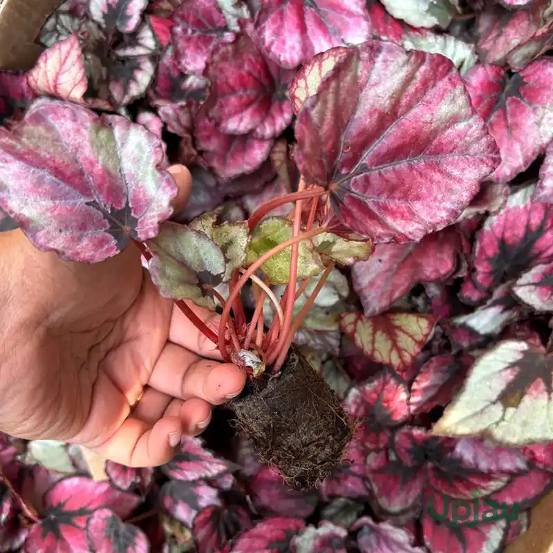 Begonia Rex Sapling