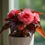 Begonia Rex