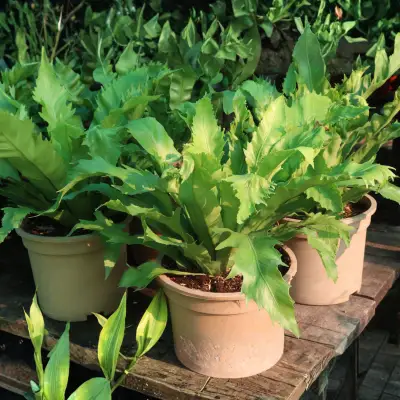 Buy Bird's Nest Fern Plant Sapling