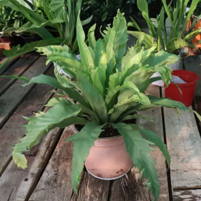 Bird's Nest Fern Plant Sapling