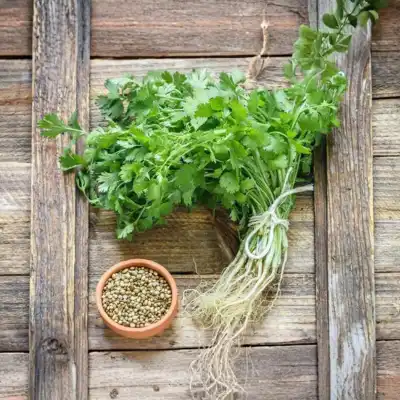 Coriander Seeds