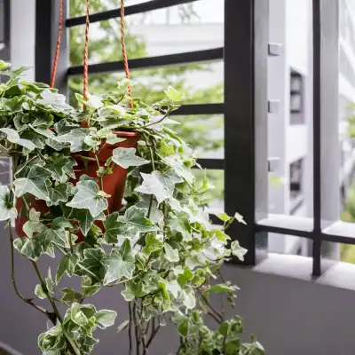 English Ivy