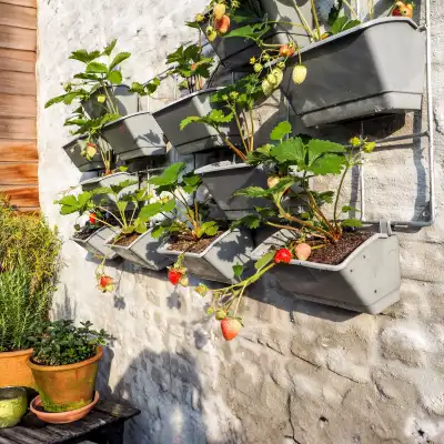 Hanging Planters