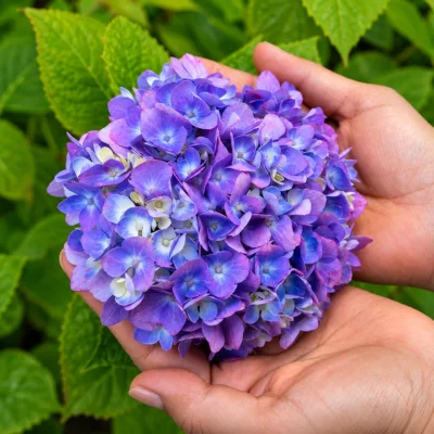 Hydrangea Plant 1