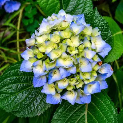 Hydrangea Plant 2