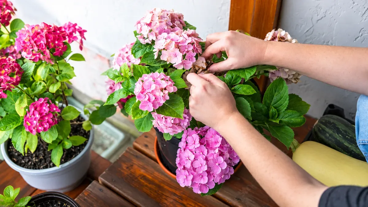 Hydrangea Plant Care Guide for Indian Homes