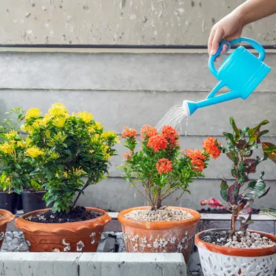 Ixora Plant 1