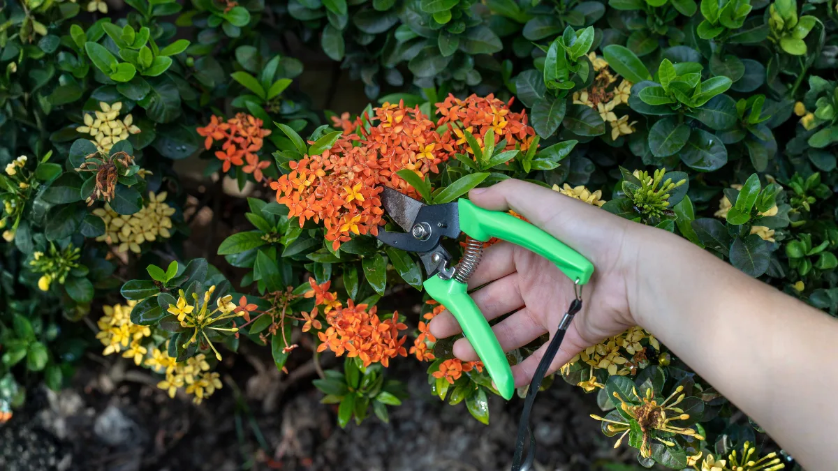 Ixora (Jungle Flame) Plant Care Complete Growing Guide
