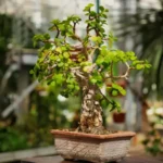 Jade Plant (Sapling)