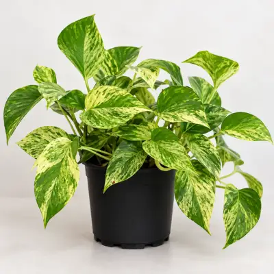Money Plant Pothos Sapling