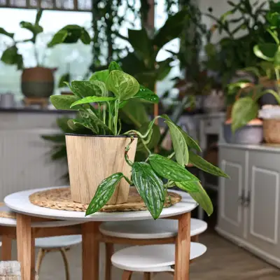 Monstera Peru