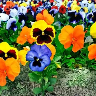 Pansy Plant