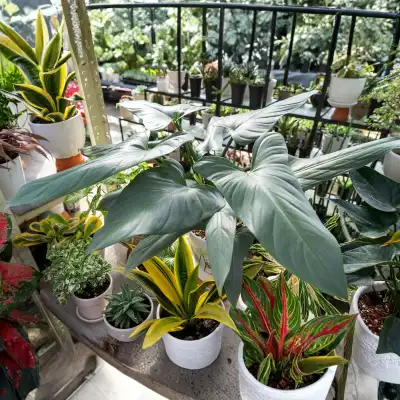 Philodendron Silver Sword