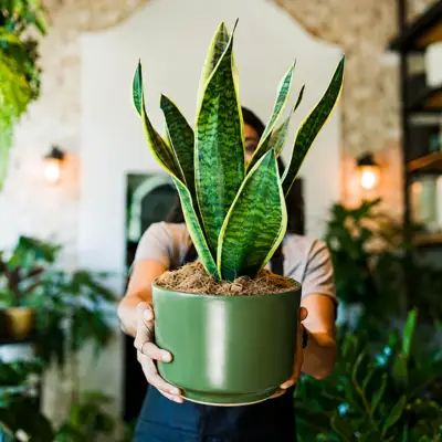 Snake Plant