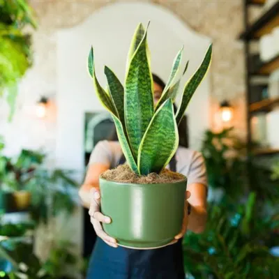 Snake Plant