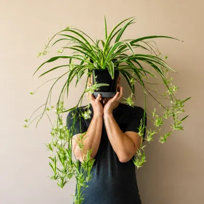Spider Plant