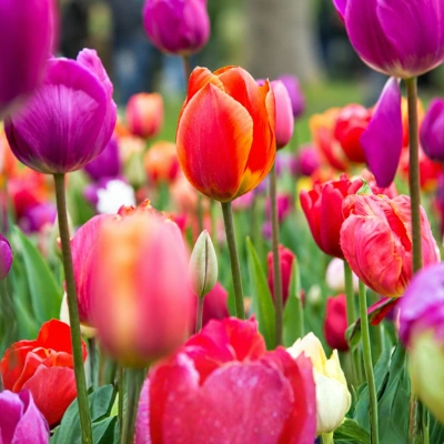 Tulips