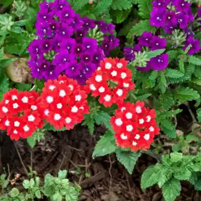 Verbena Plant Sapling
