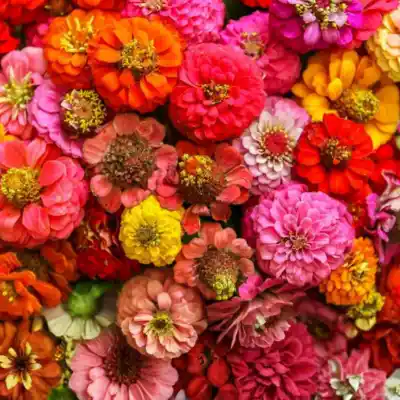 Zinnia Plant Sapling