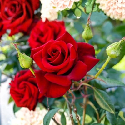 गुलाब (Rose)