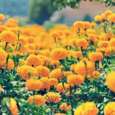 गेंदा (Marigold)