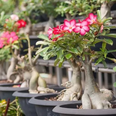 Adenium