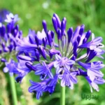 Agapanthus / African Lily Flower Rhizome
