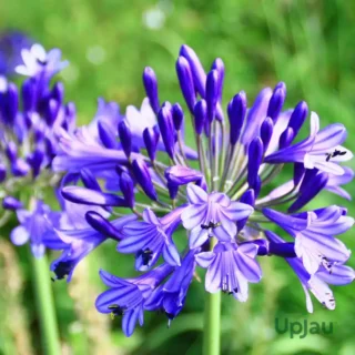 Agapanthus
