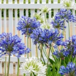 Agapanthus / African Lily Flower Rhizome