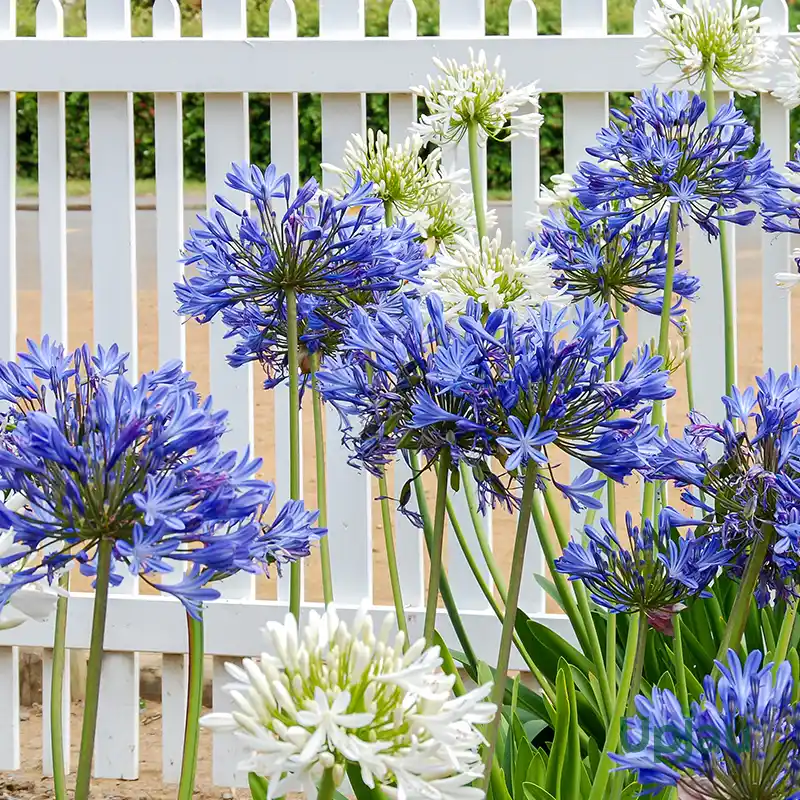 Agapanthus
