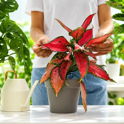 Aglaonema Plant