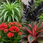 Air Purifying Plants Combo of 4
