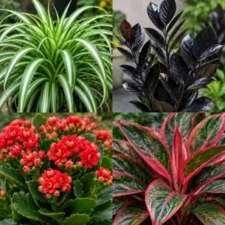 Air Purifying Plants Combo of 4