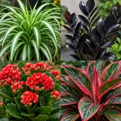 Air Purifying Plants Combo of 4
