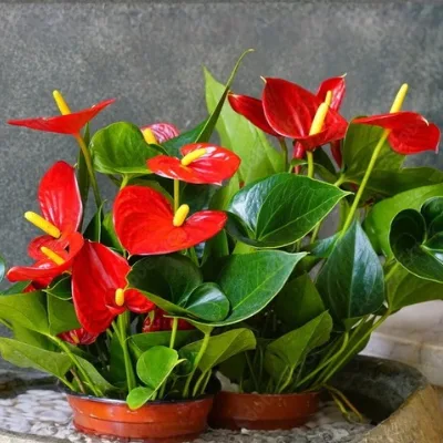 Anthurium Plant