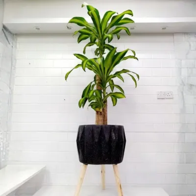 Areca Palm